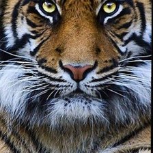 Схема вышивки «Тигр»