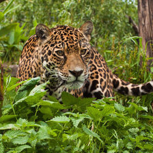 Схема вышивки «Леопард»