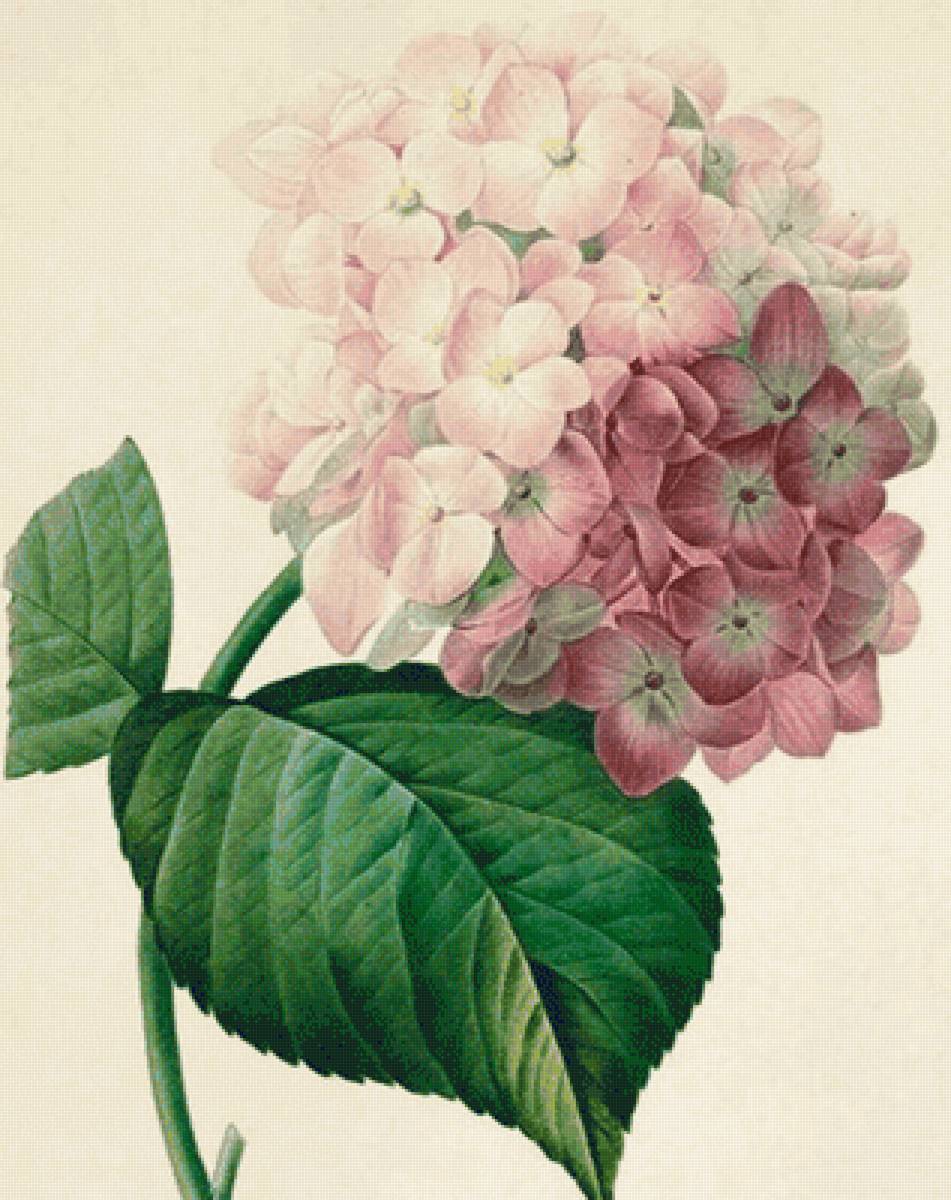 Цветок - цветок - предпросмотр