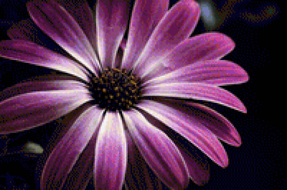 margarita color rosa - flor - предпросмотр