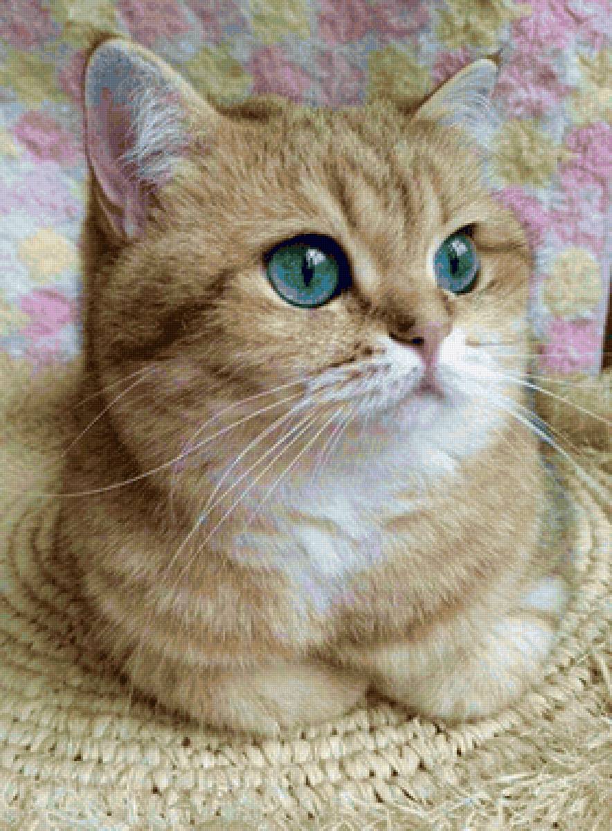 Gato. - animais. - предпросмотр