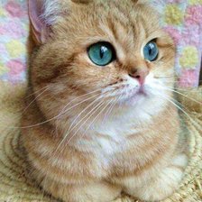 Схема вышивки «Gato.»