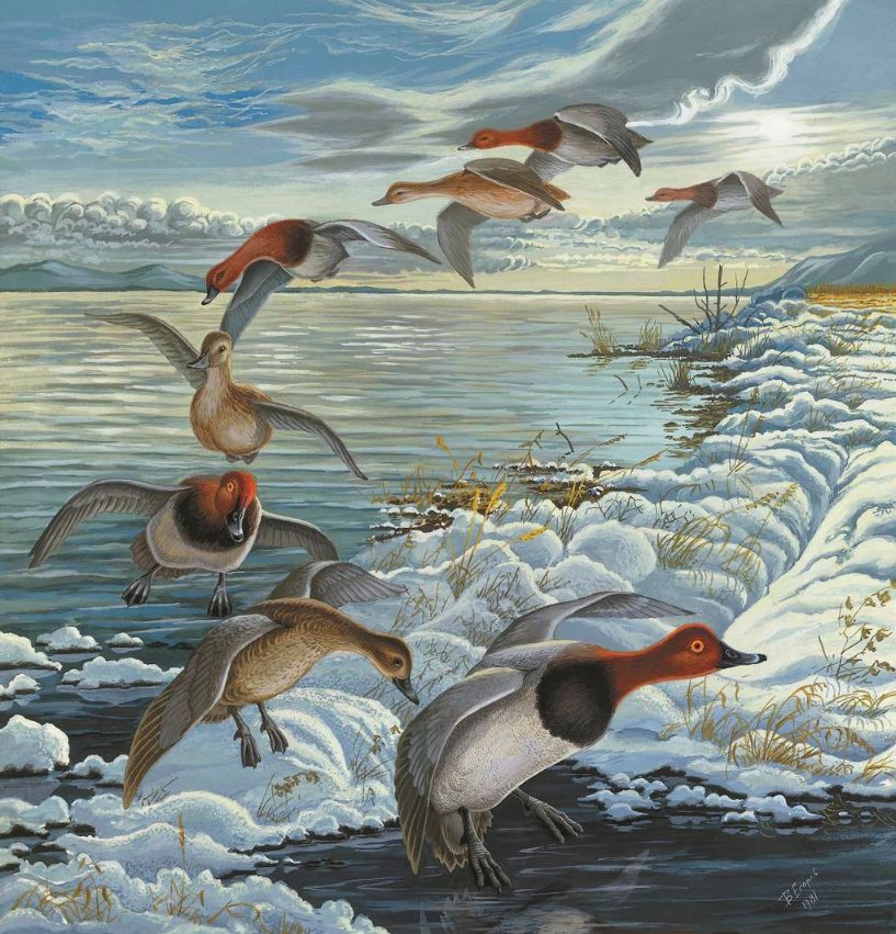 Voo dos patos. - aves.lago.gelo. - оригинал