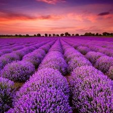 Схема вышивки «Рассвет и лаванда»