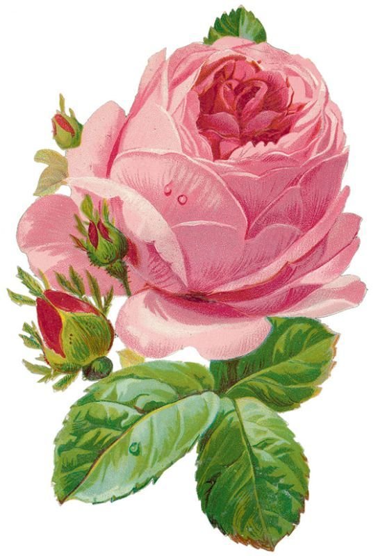 Rosa. - flores.rosas. - оригинал