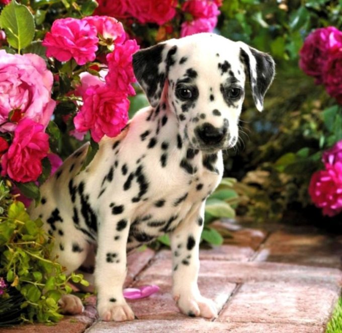 Cățeluș - ham - оригинал