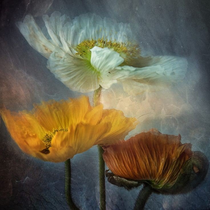 Маки - маки - оригинал