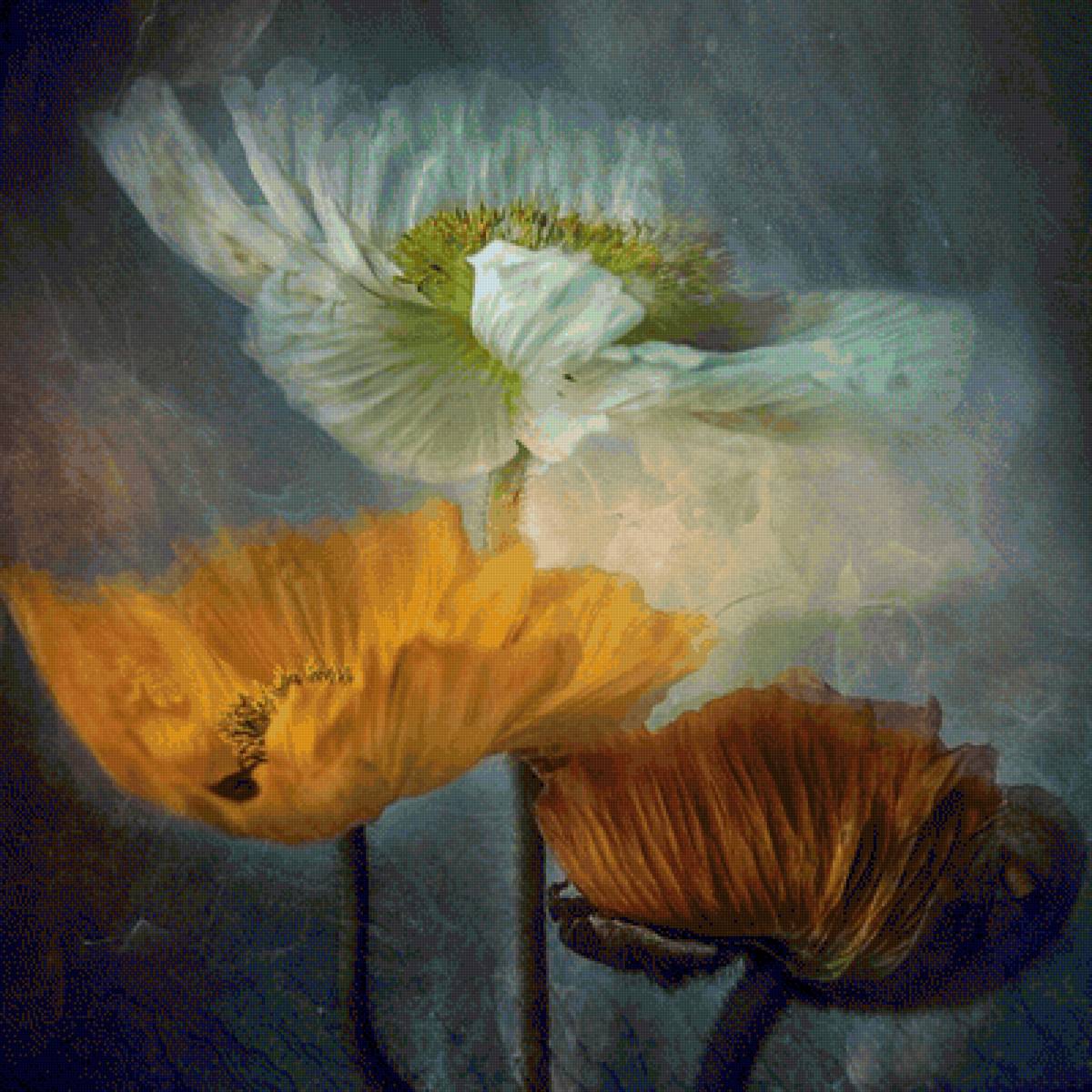 Маки - маки - предпросмотр