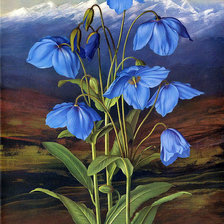 Схема вышивки «горные цветы»