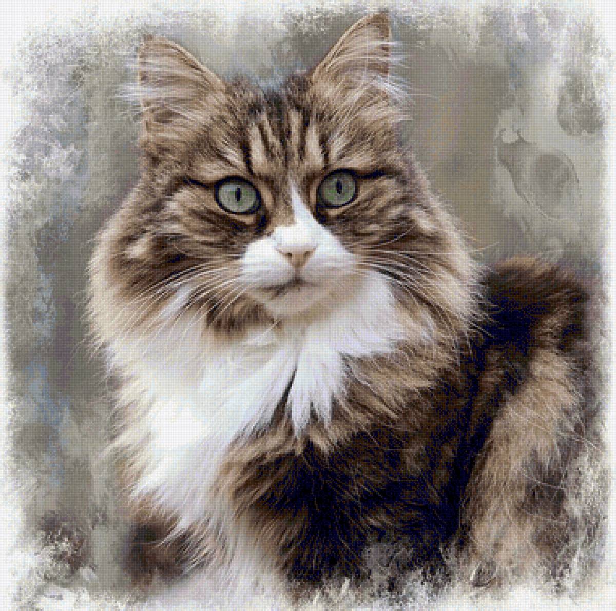 Gato. - animais. - предпросмотр