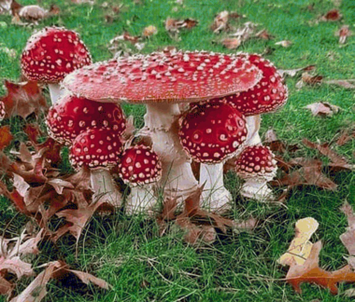 Cogumelo. - floresta.cogumelo. - предпросмотр