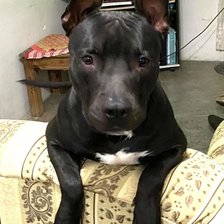 Схема вышивки «negrito»