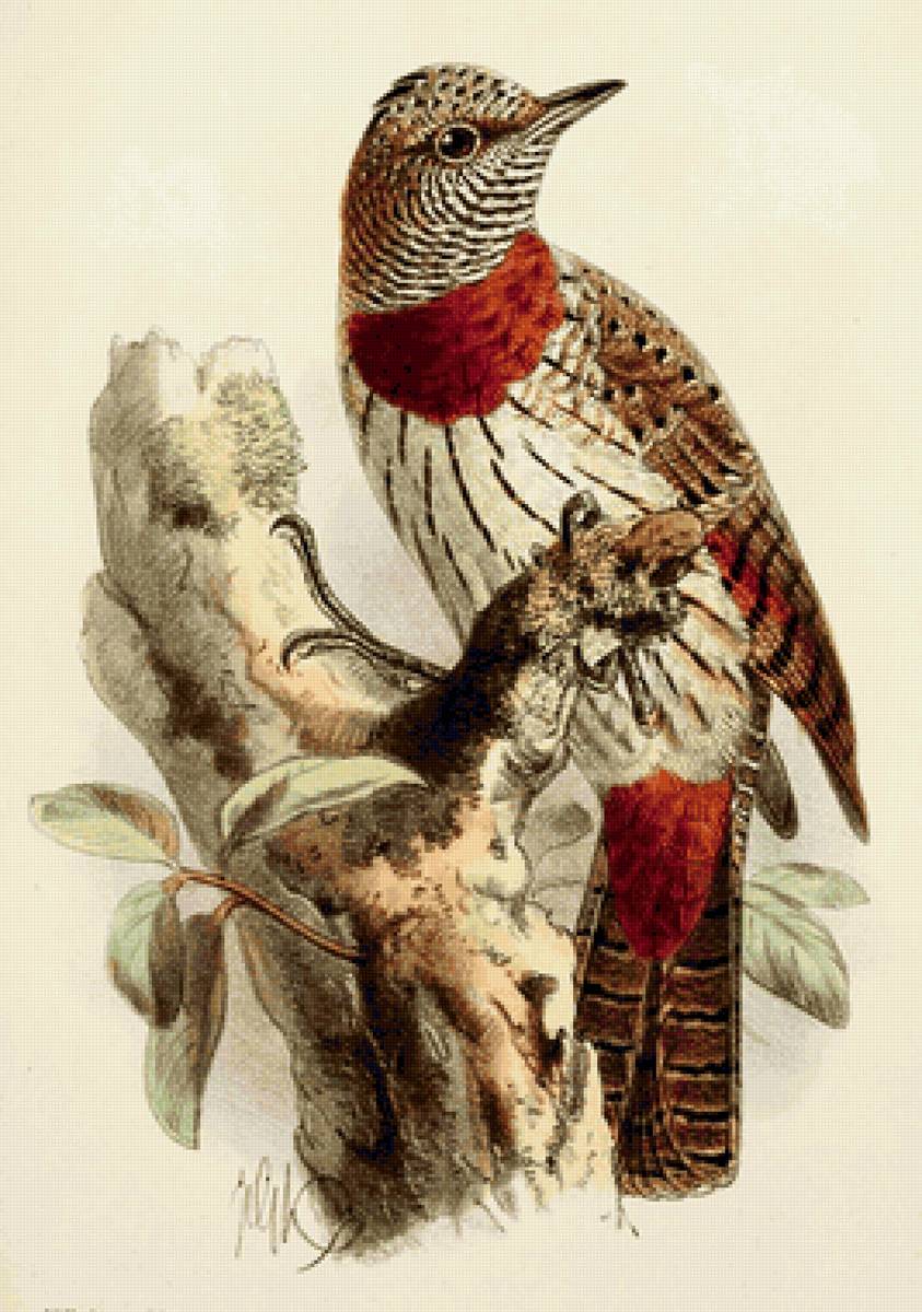 Pássaro. - pássaro - предпросмотр