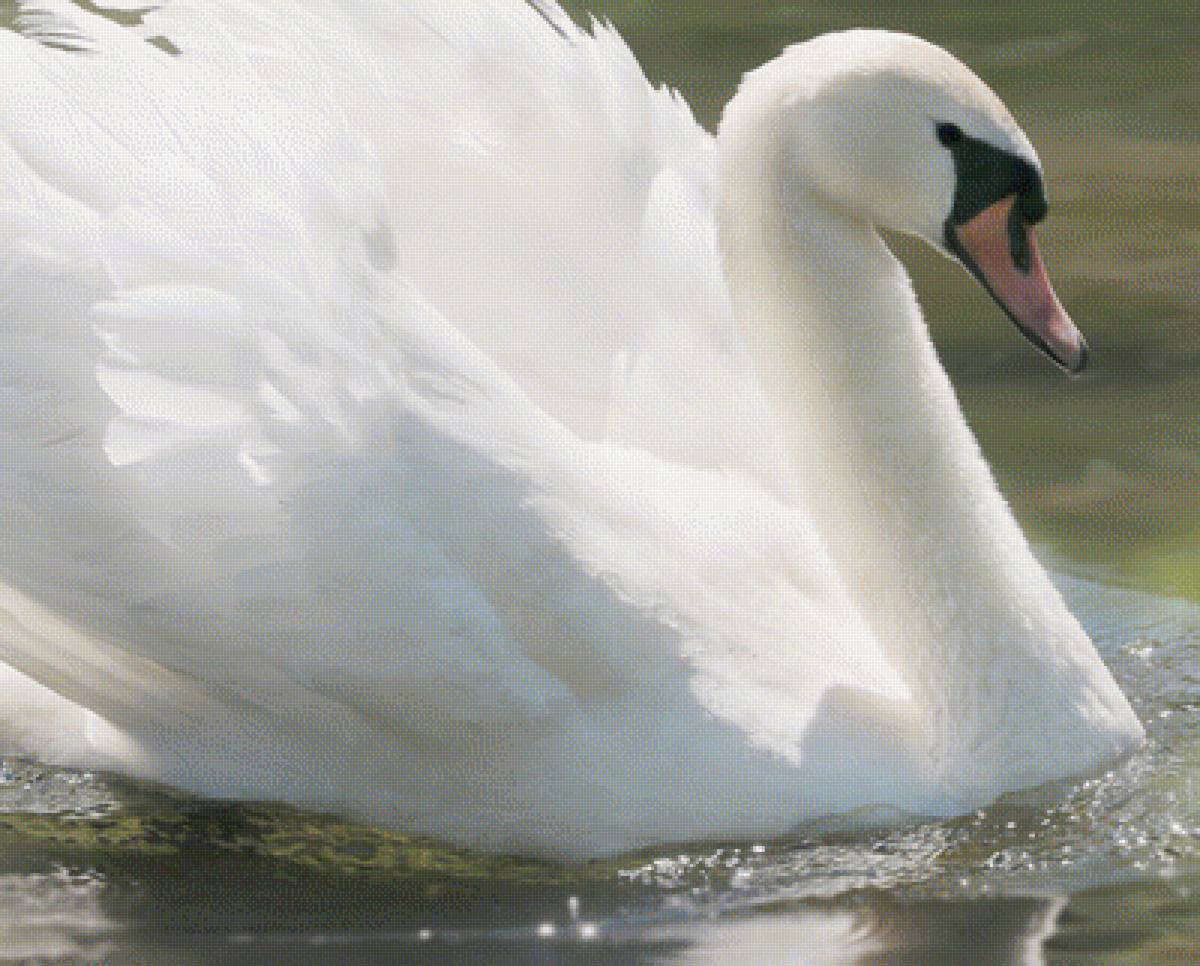 Лебедь - предпросмотр