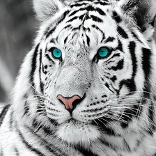 Оригинал схемы вышивки «Белый тигр» (№2351042)