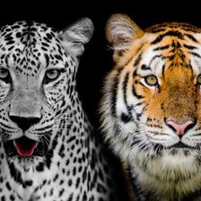 Схема вышивки «Лео и тигр»