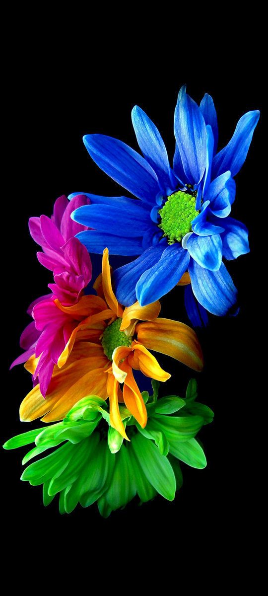 Цветы. - цветочки цветы букетик букет радужные цветы - оригинал