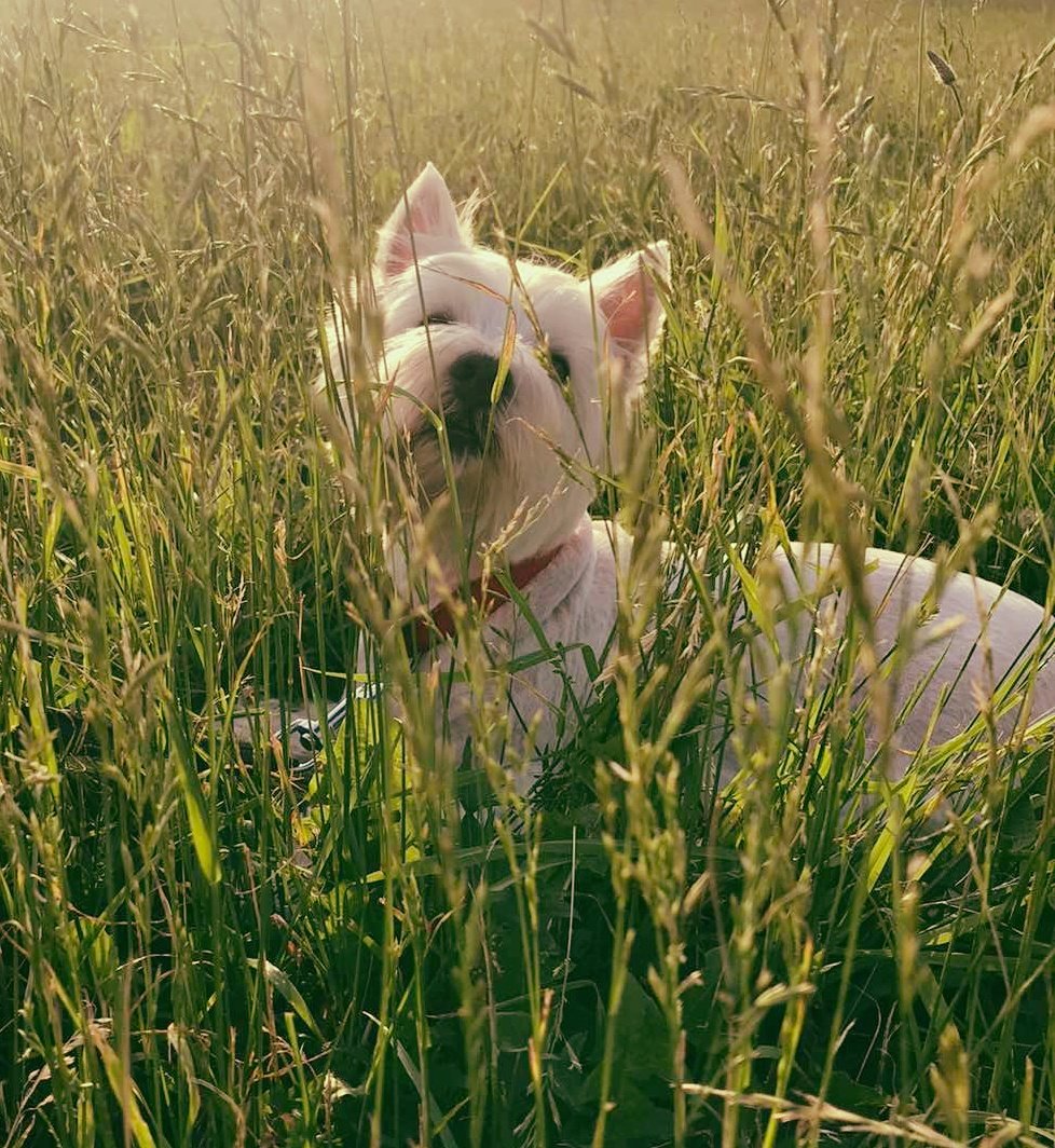 Боня - оригинал