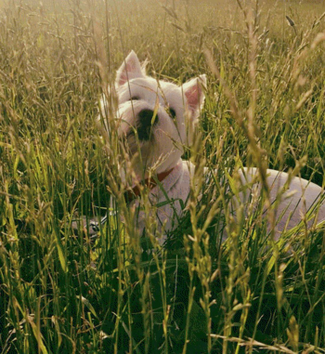 Боня - предпросмотр