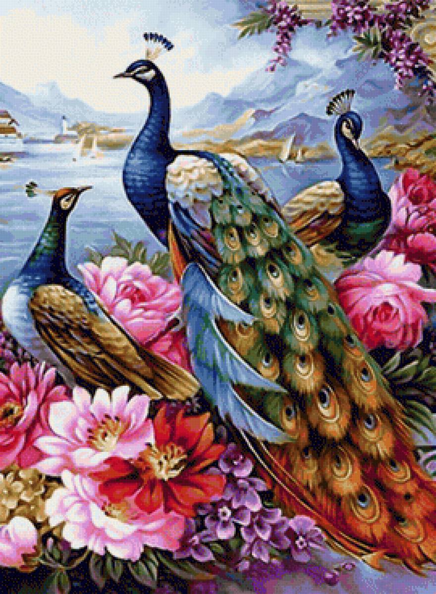 pauni - предпросмотр