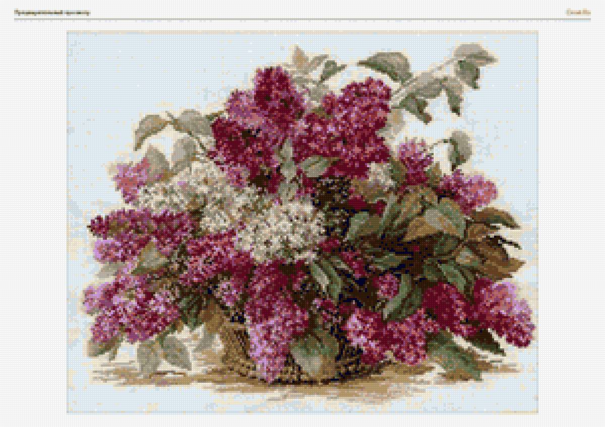 сирень - предпросмотр