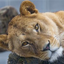 Схема вышивки «Львица»