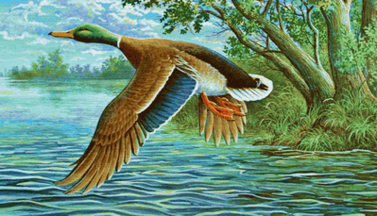 Pato. - aves. lago.paizagens. - предпросмотр