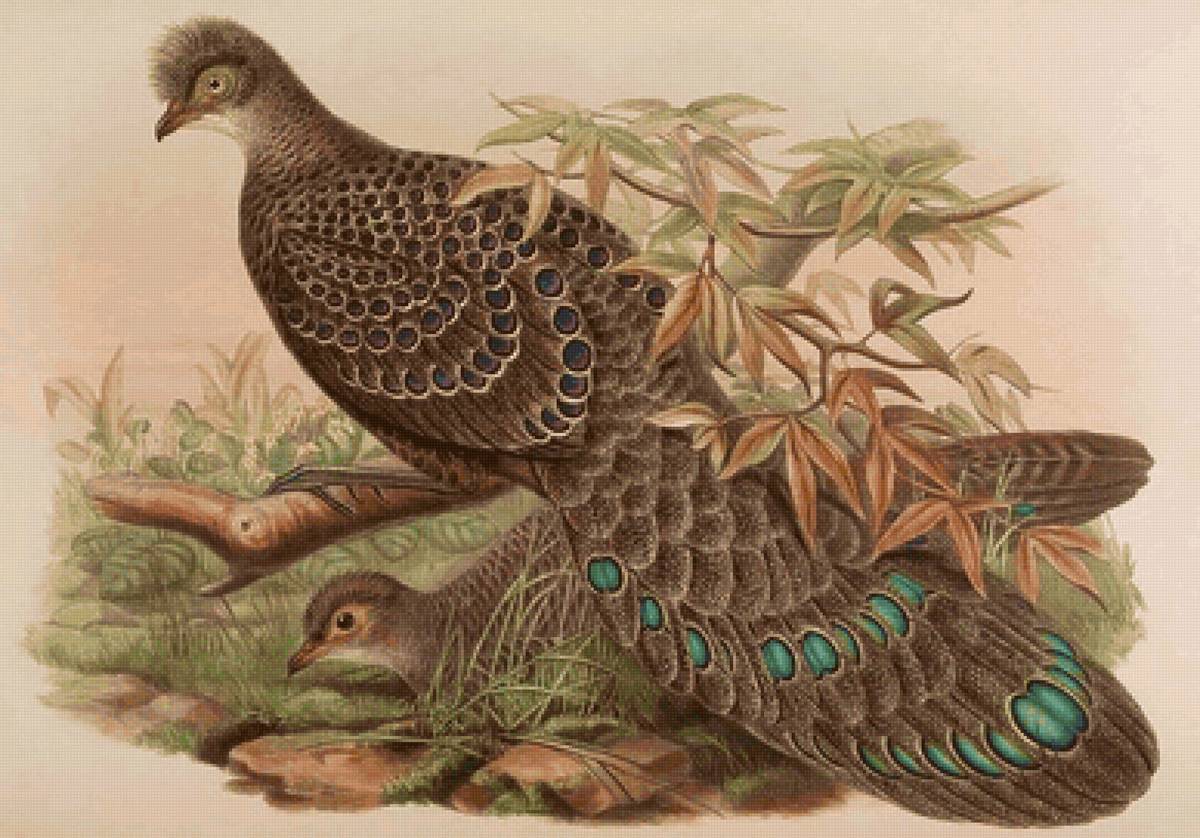 Aves silvestres. - aves. - предпросмотр