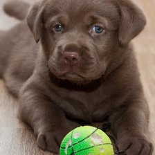 Схема вышивки «Щенок лабрадора»