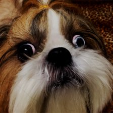 Схема вышивки «ши тцу»