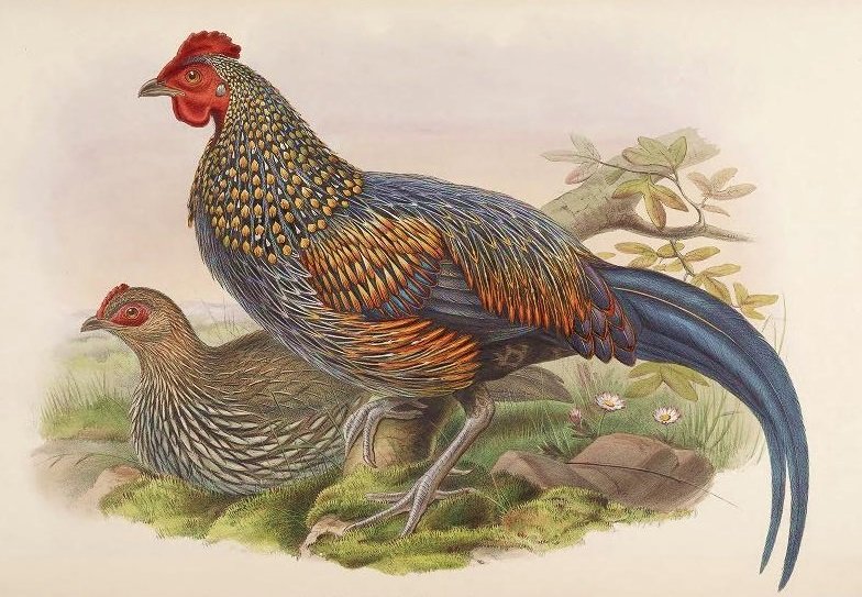 Aves silvestres. - aves.natureza. - оригинал