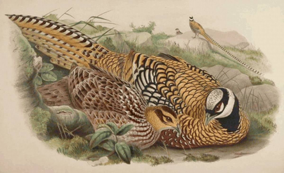 Aves silvestres. - aves.natureza. - предпросмотр