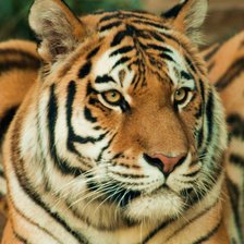 Схема вышивки «Tigre.»