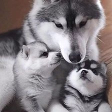 Схема вышивки «№2356084»