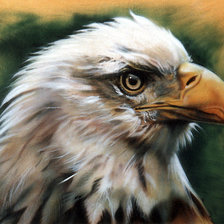 Схема вышивки «Орел»