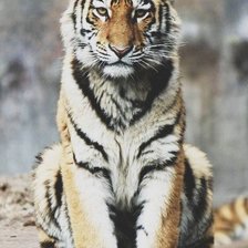 Схема вышивки «Тигр»