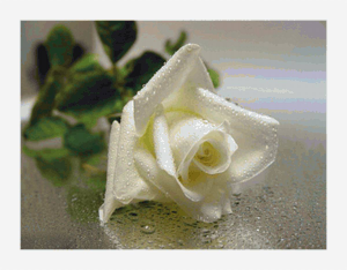 Роза-1 - роза - предпросмотр