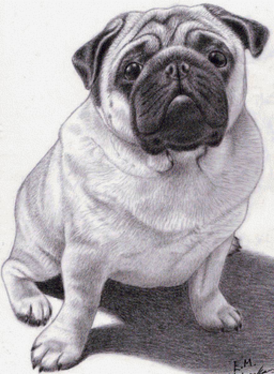 Мопс - лучший друг, собака, мопс - предпросмотр