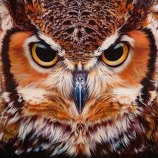 Схема вышивки «Филин»