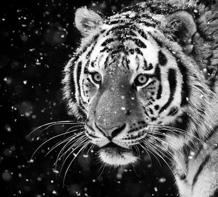 Тигр (монохром) - оригинал