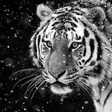 Схема вышивки «Тигр (монохром)»