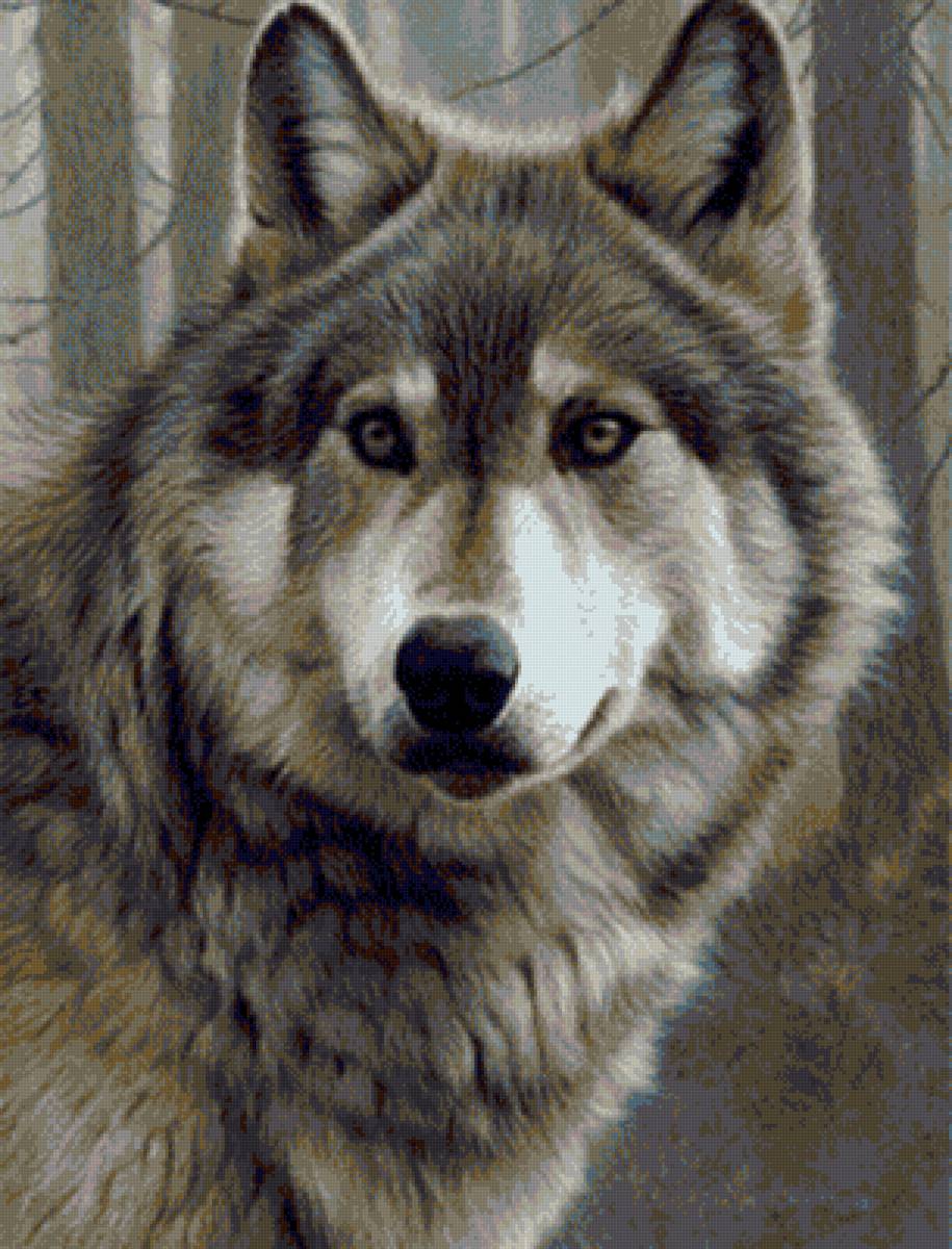 Волк - волк, животное - предпросмотр