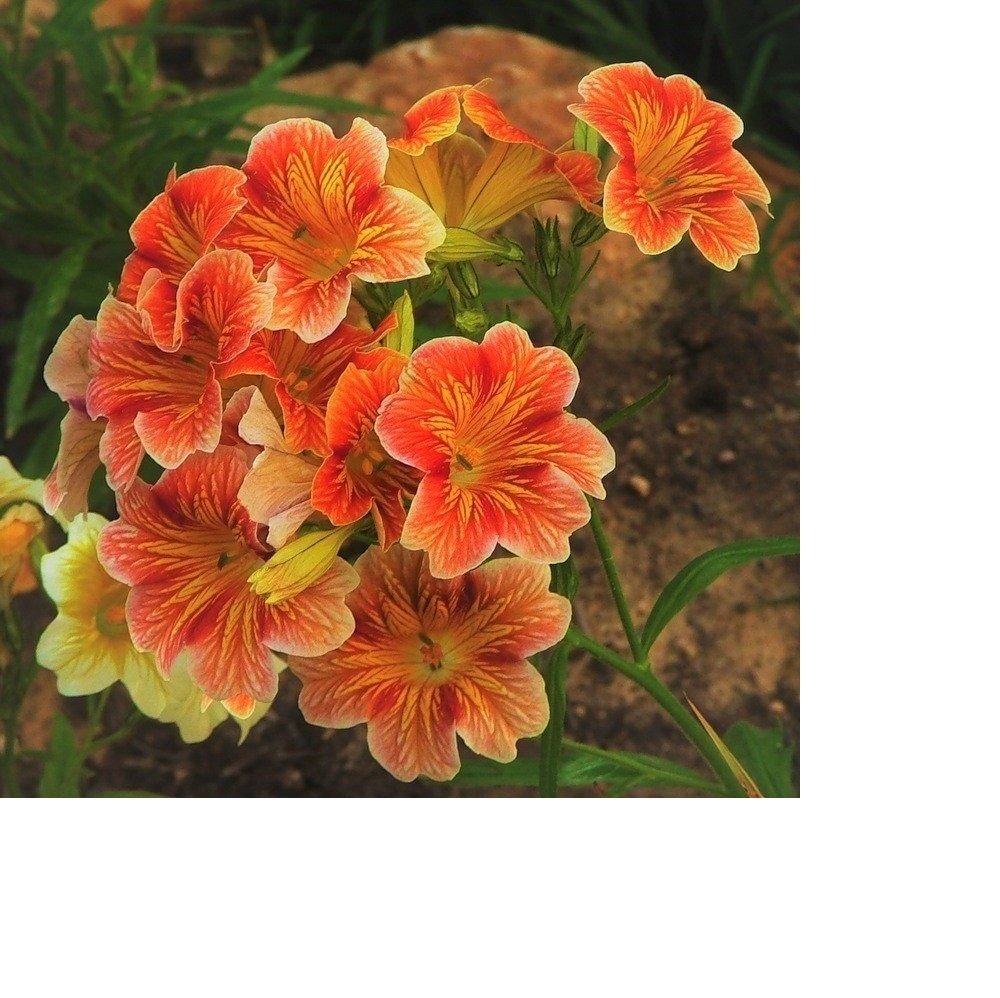 Цветок сальпиглоссис - цветок, цветы - оригинал