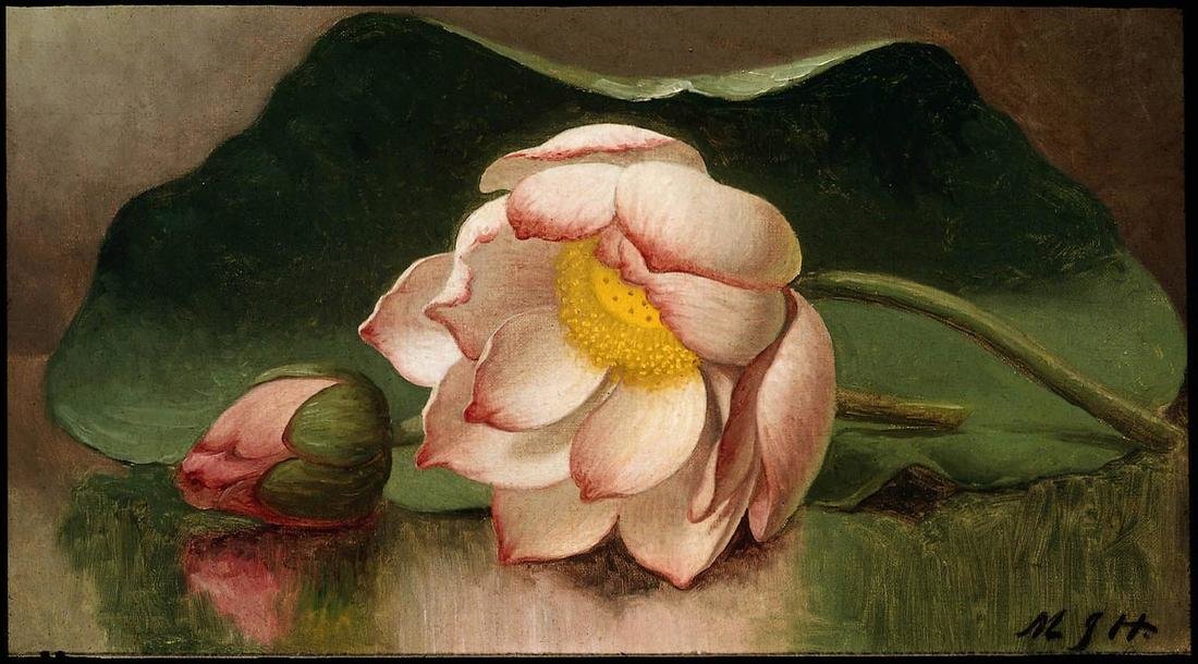 лотос - мартин джонсон хед - оригинал