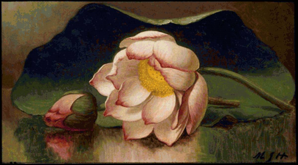 лотос - мартин джонсон хед - предпросмотр