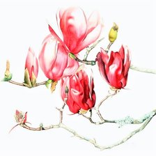 Magnolia - australian flowers