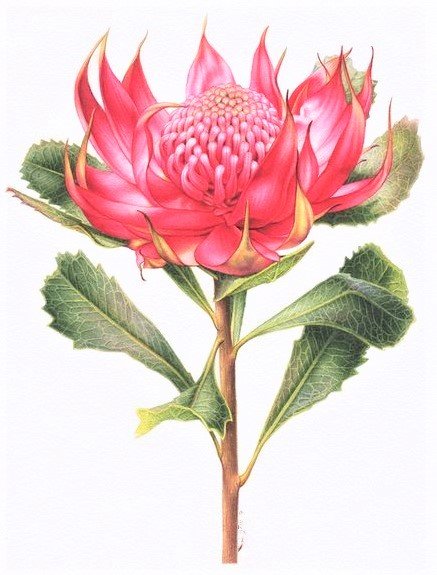 Red proteya- australian flowers - цветы - оригинал