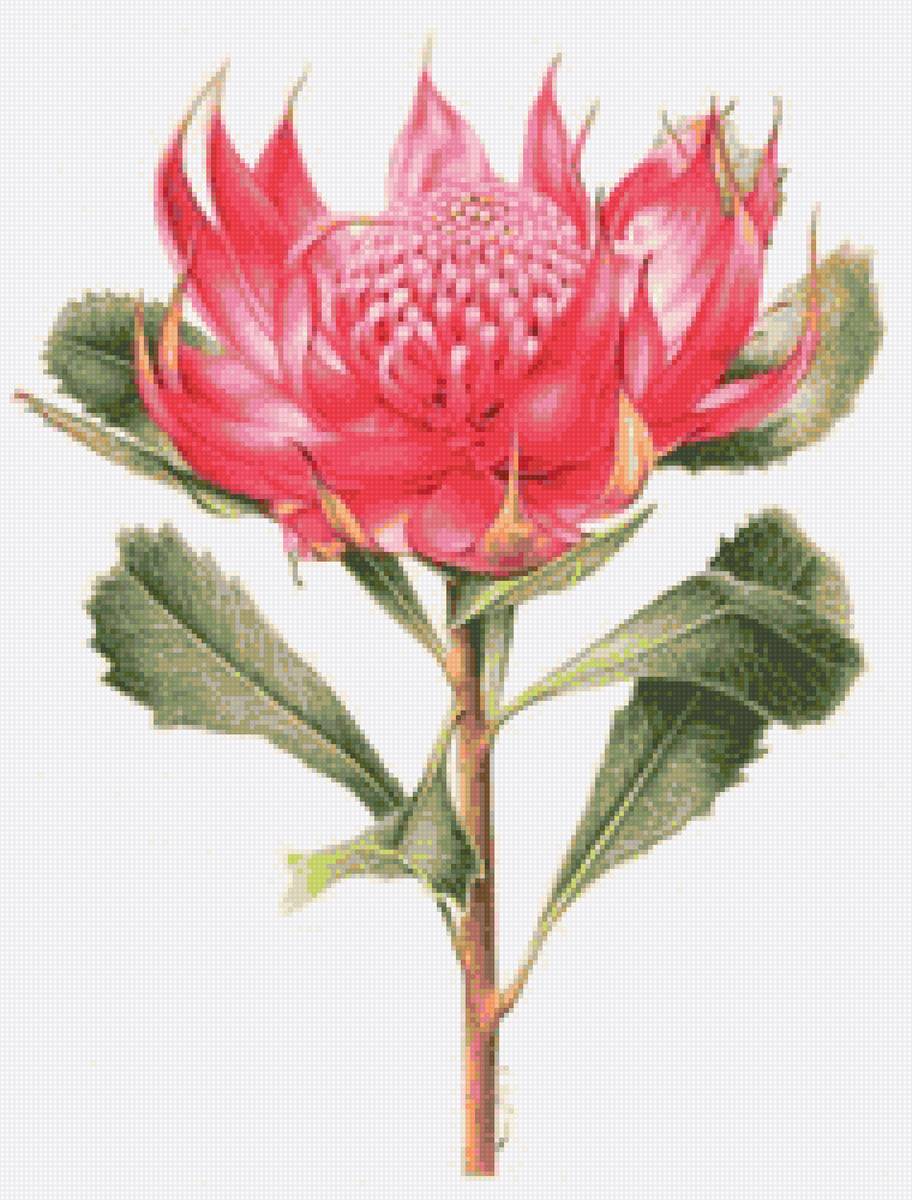 Red proteya- australian flowers - цветы - предпросмотр