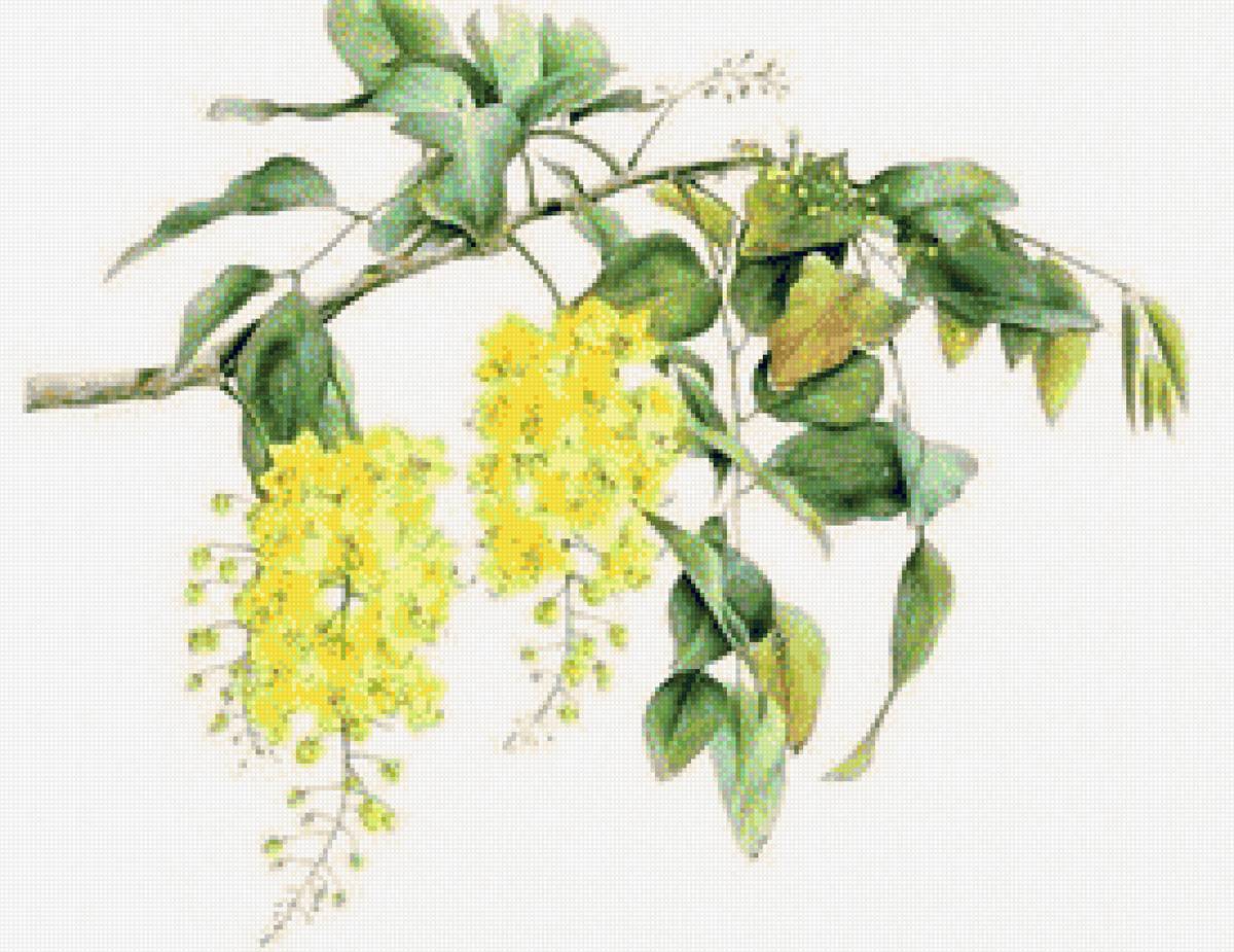 Golden Wattle - australian flowers - цветы - предпросмотр