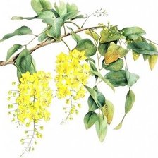 Схема вышивки «Golden Wattle - australian flowers»